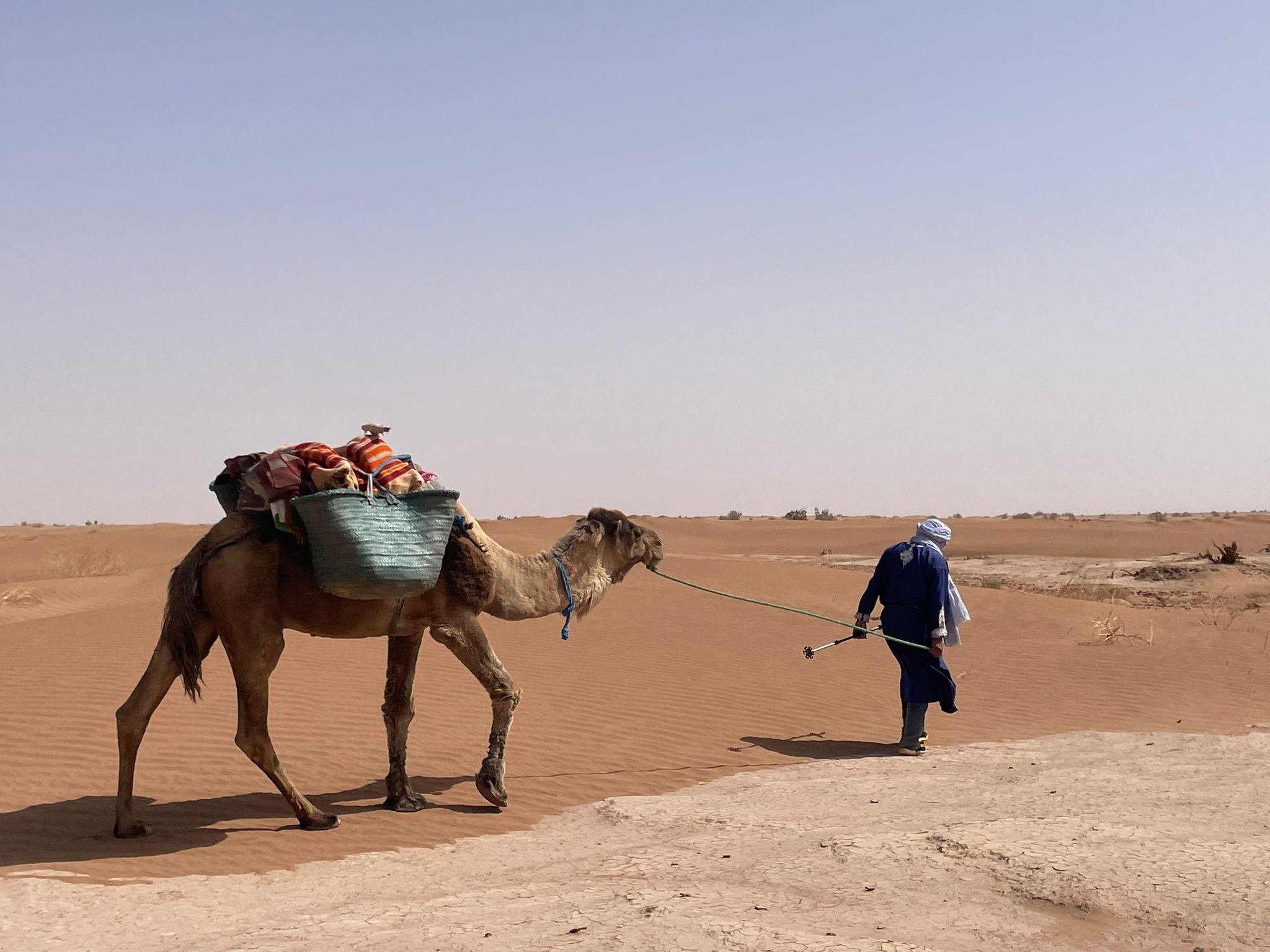 Camel caravan in the Sahara dunes